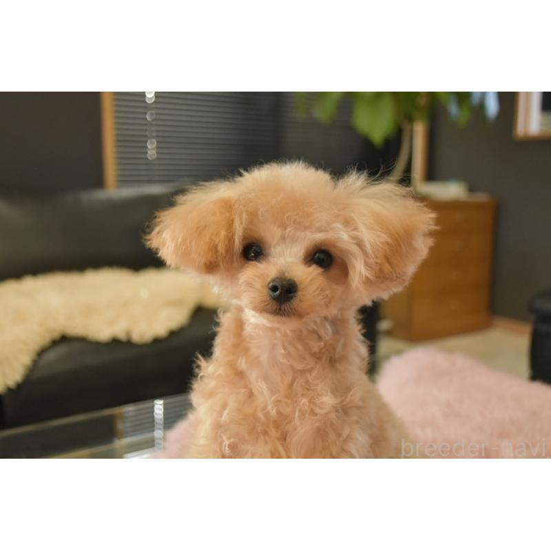 販売中の茨城県のティーカッププードル-413043の5枚目