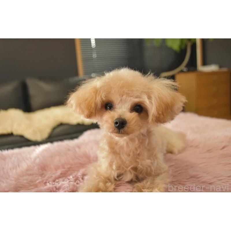 販売中の茨城県のティーカッププードル-413043の4枚目