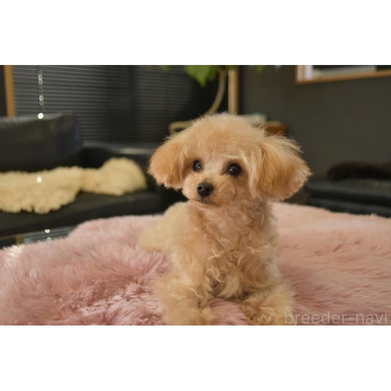 販売中の茨城県のティーカッププードル-413043の3枚目