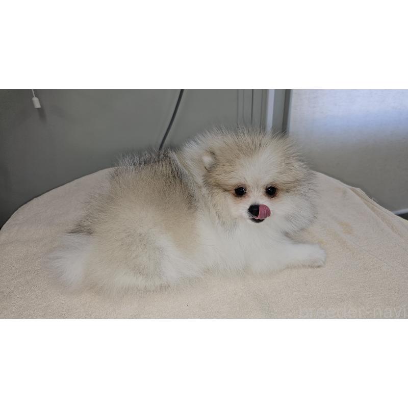 販売中の埼玉県のポメラニアン-442894の4枚目