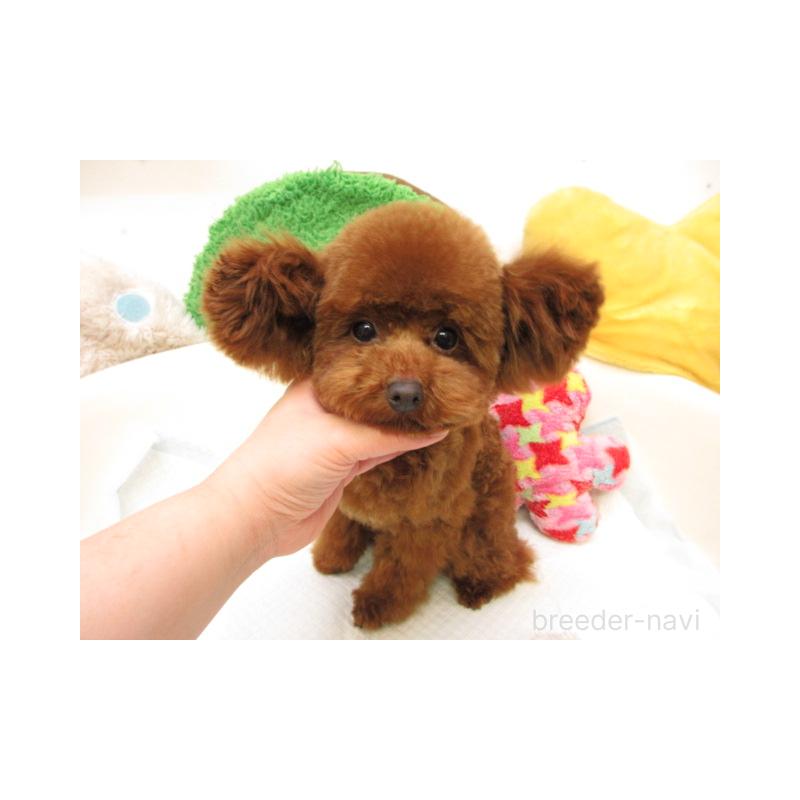 販売中の大阪府のティーカッププードル-442895の1枚目