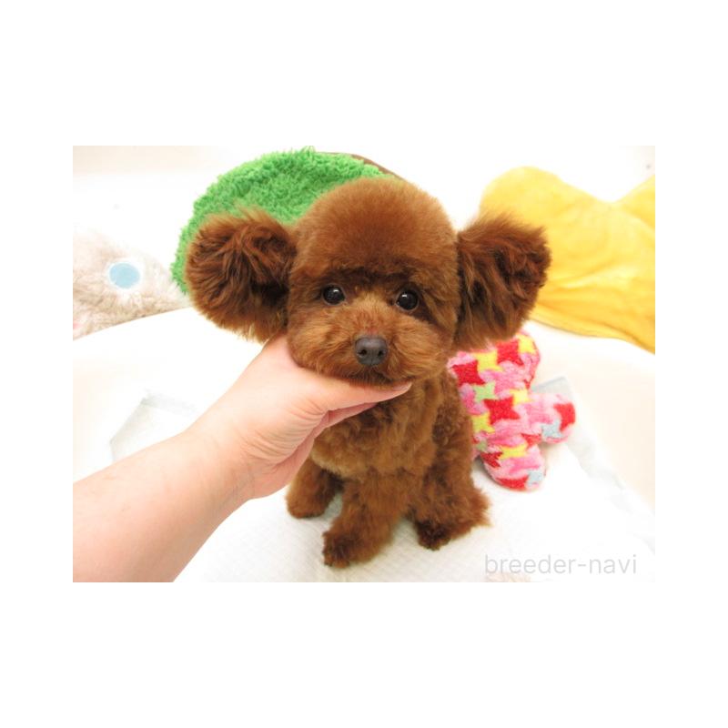 販売中の大阪府のティーカッププードル-442895の2枚目