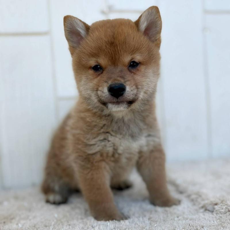 販売中の茨城県のミックス犬-436895の31枚目