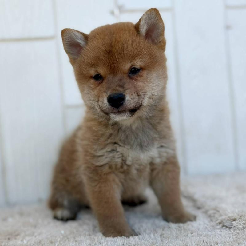 販売中の茨城県のミックス犬-436895の30枚目