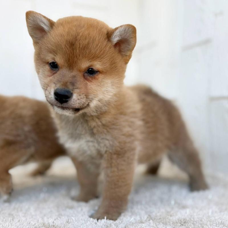 販売中の茨城県のミックス犬-436895の28枚目