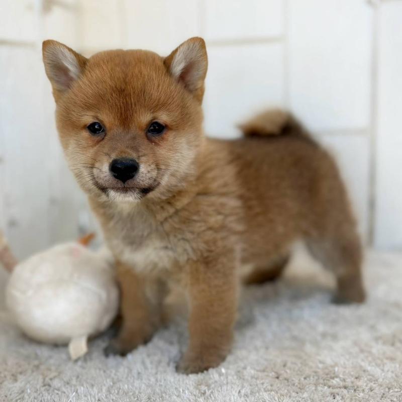 販売中の茨城県のミックス犬-436895の27枚目