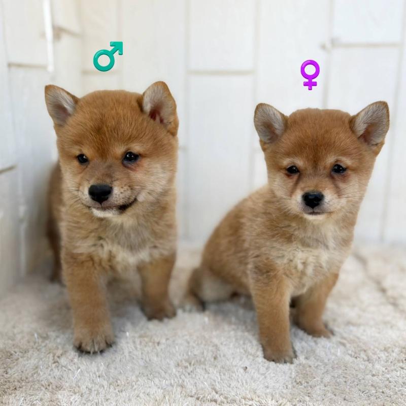 販売中の茨城県のミックス犬-436895の26枚目