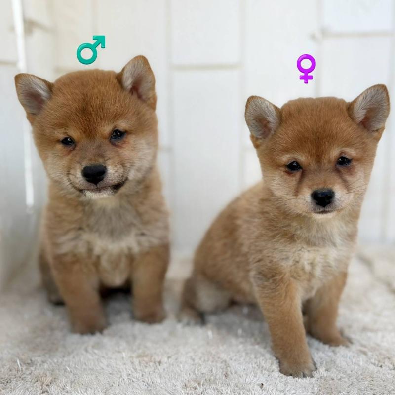 販売中の茨城県のミックス犬-436895の25枚目