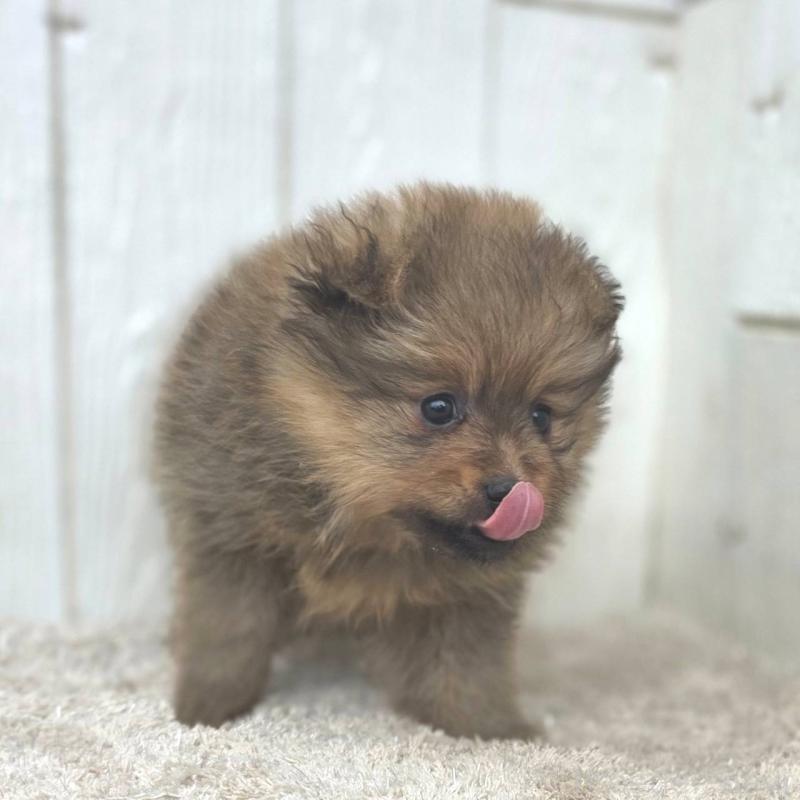 販売中の茨城県のポメラニアン-439499の39枚目