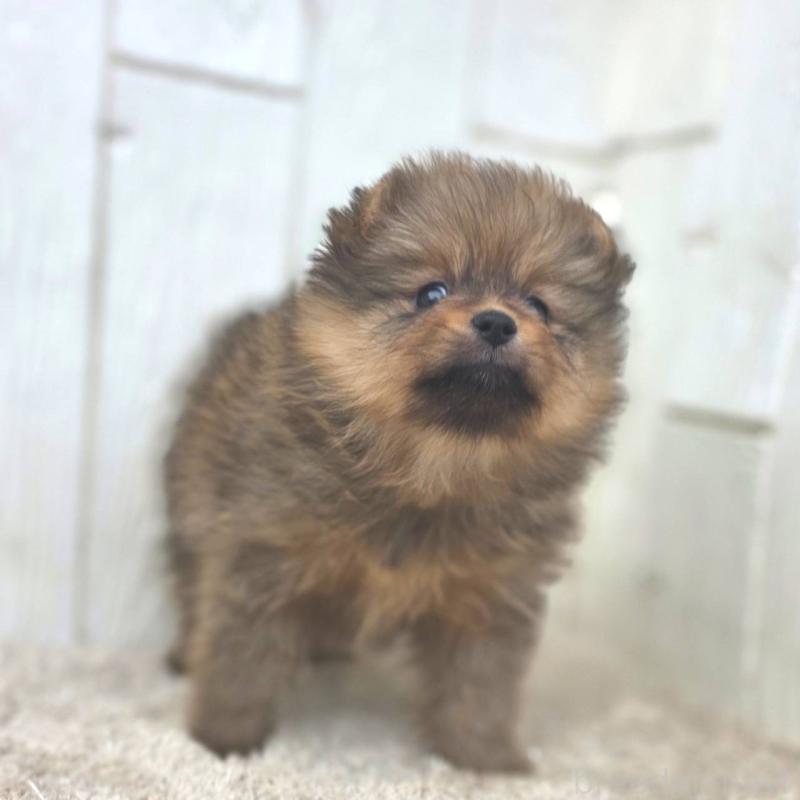 販売中の茨城県のポメラニアン-439499の38枚目