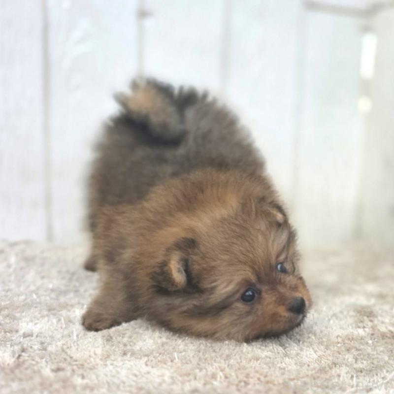 販売中の茨城県のポメラニアン-439499の37枚目