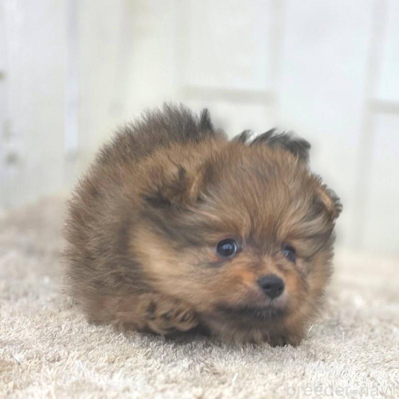 販売中の茨城県のポメラニアン-439499の36枚目