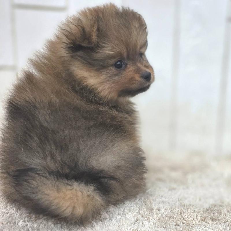 販売中の茨城県のポメラニアン-439499