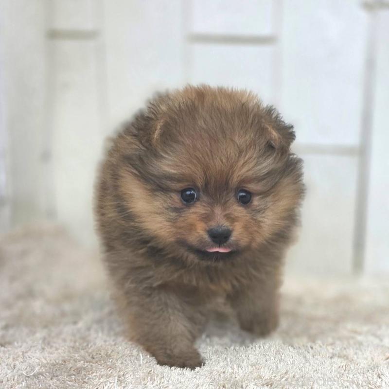 販売中の茨城県のポメラニアン-439499の34枚目