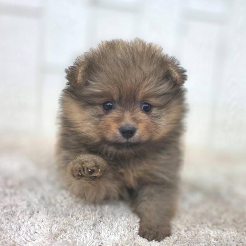 販売中の茨城県のポメラニアン-439499の33枚目