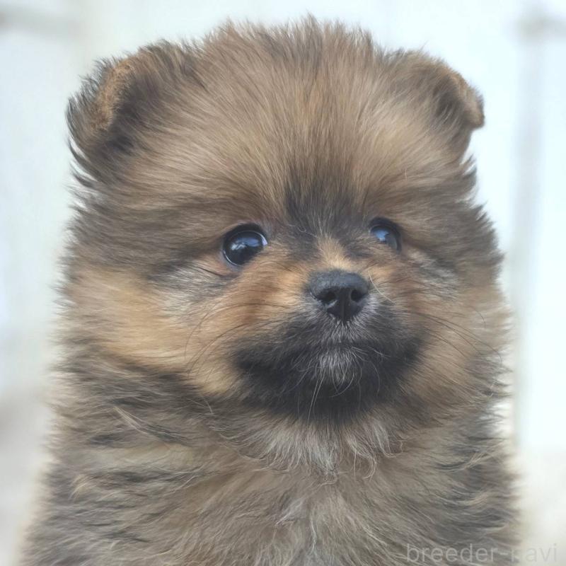 商談中の茨城県のポメラニアン-439501