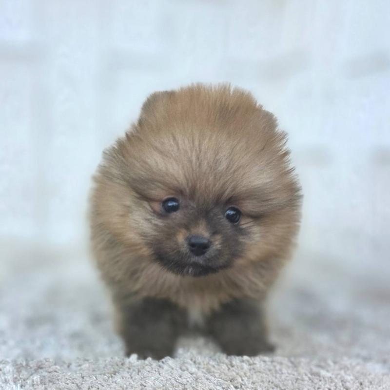 販売中の茨城県のポメラニアン-439502の43枚目