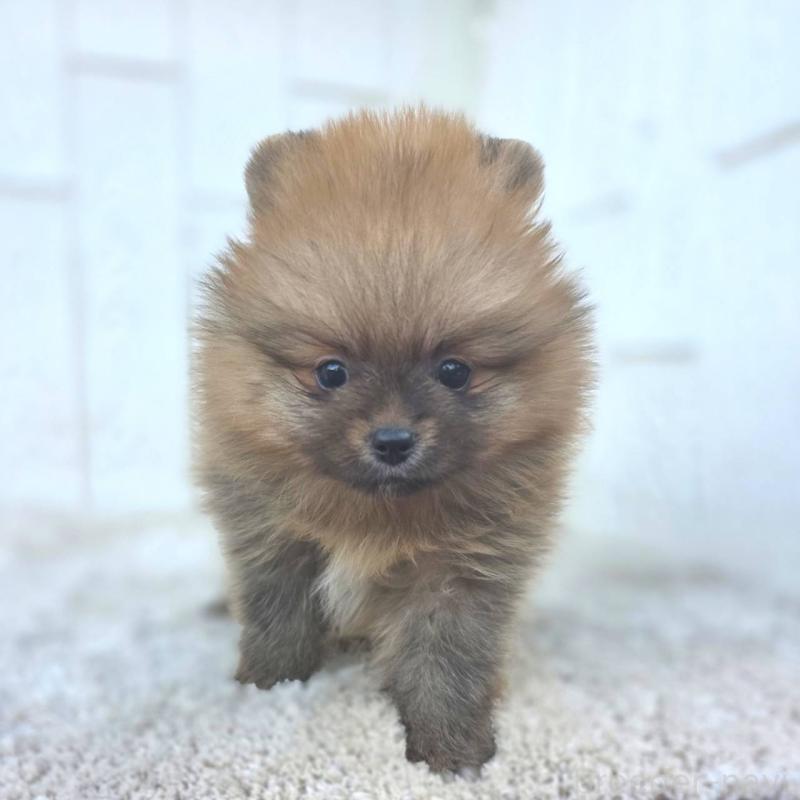 販売中の茨城県のポメラニアン-439502の42枚目