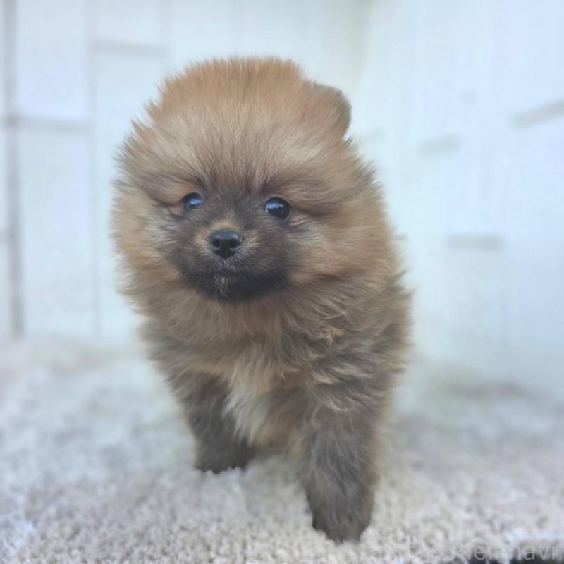 販売中の茨城県のポメラニアン-439502の41枚目