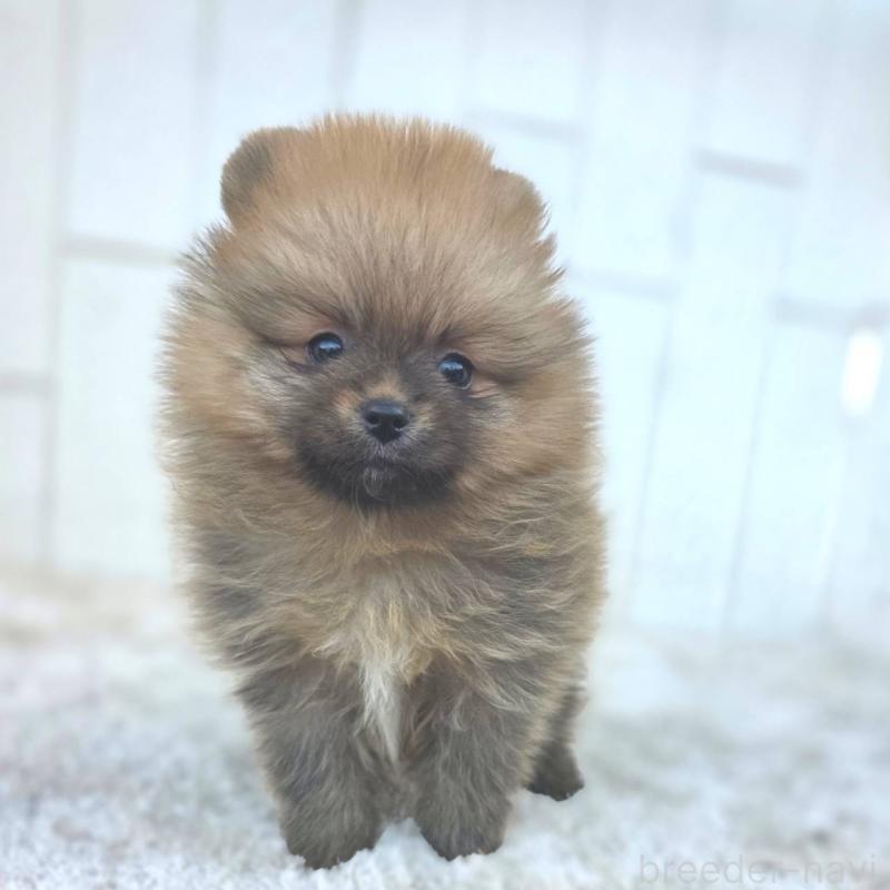 販売中の茨城県のポメラニアン-439502の40枚目