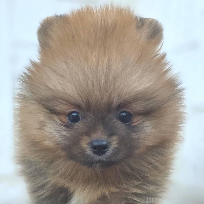 販売中の茨城県のポメラニアン-439502の39枚目