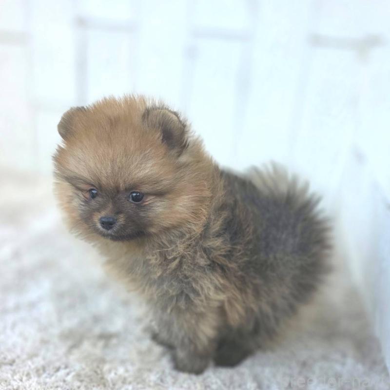 販売中の茨城県のポメラニアン-439502の38枚目