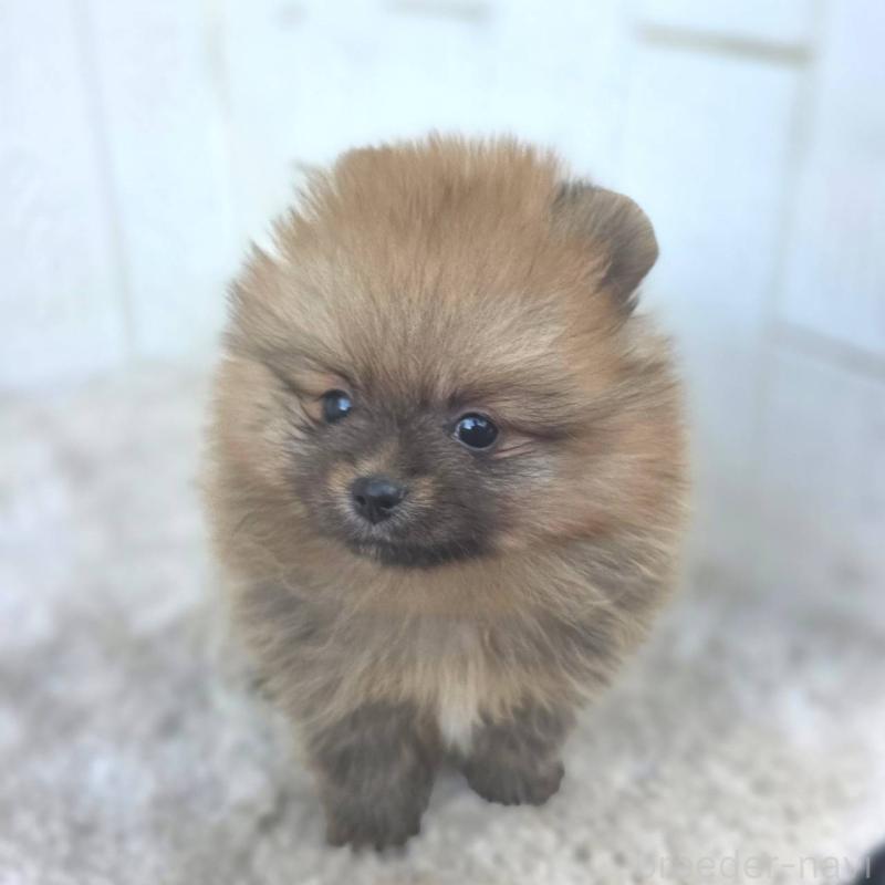 販売中の茨城県のポメラニアン-439502の37枚目