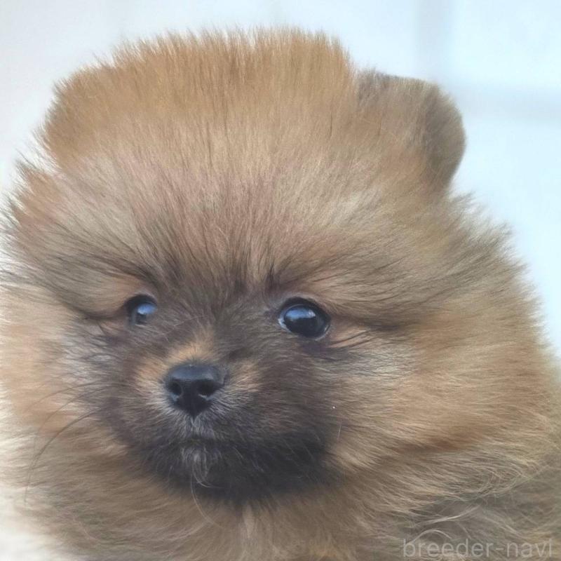 販売中の茨城県のポメラニアン-439502