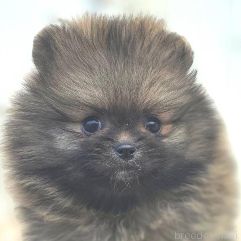 販売中の茨城県のポメラニアン-439504