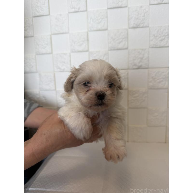 販売中の群馬県のマルシーズー:マルチーズ×シーズー-438445