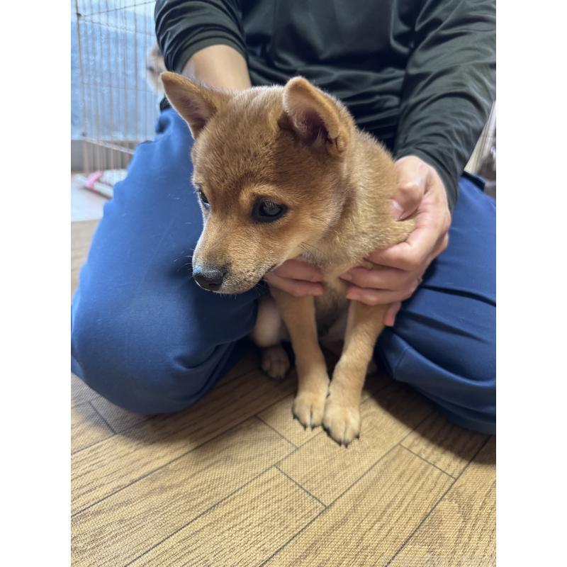 販売中の東京都の豆柴-433217の4枚目