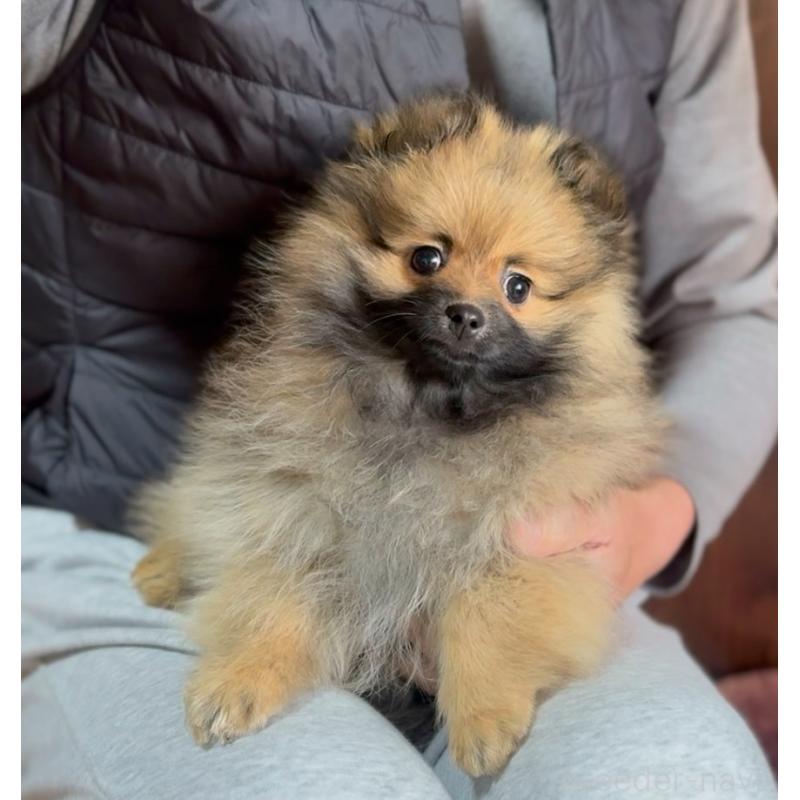 販売中の山口県のポメラニアン-434211の4枚目