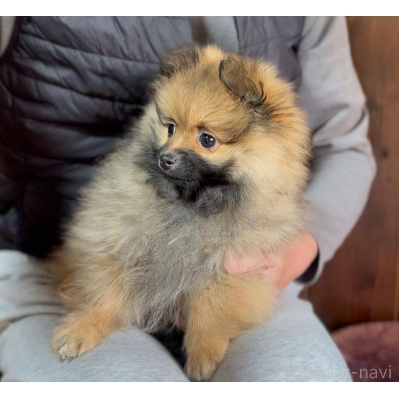 販売中の山口県のポメラニアン-434211の3枚目