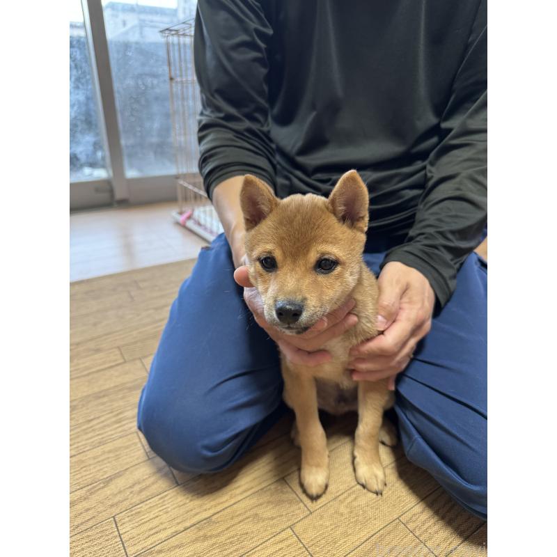 販売中の東京都の豆柴-433217の3枚目