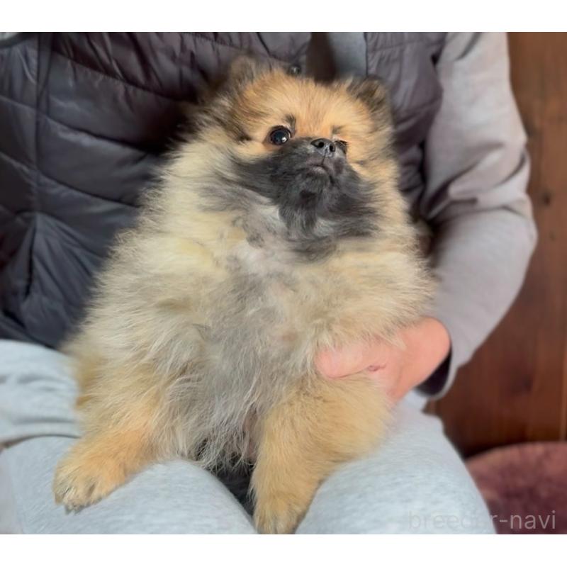 販売中の山口県のポメラニアン-434211の2枚目