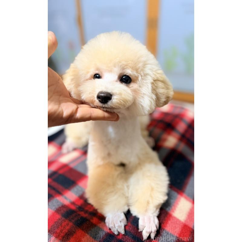 販売中の香川県のトイプードル-442896の3枚目