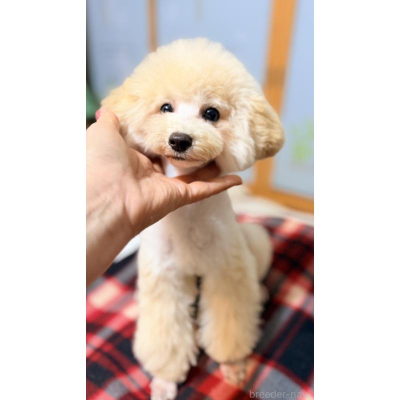 販売中の香川県のトイプードル-442896の2枚目