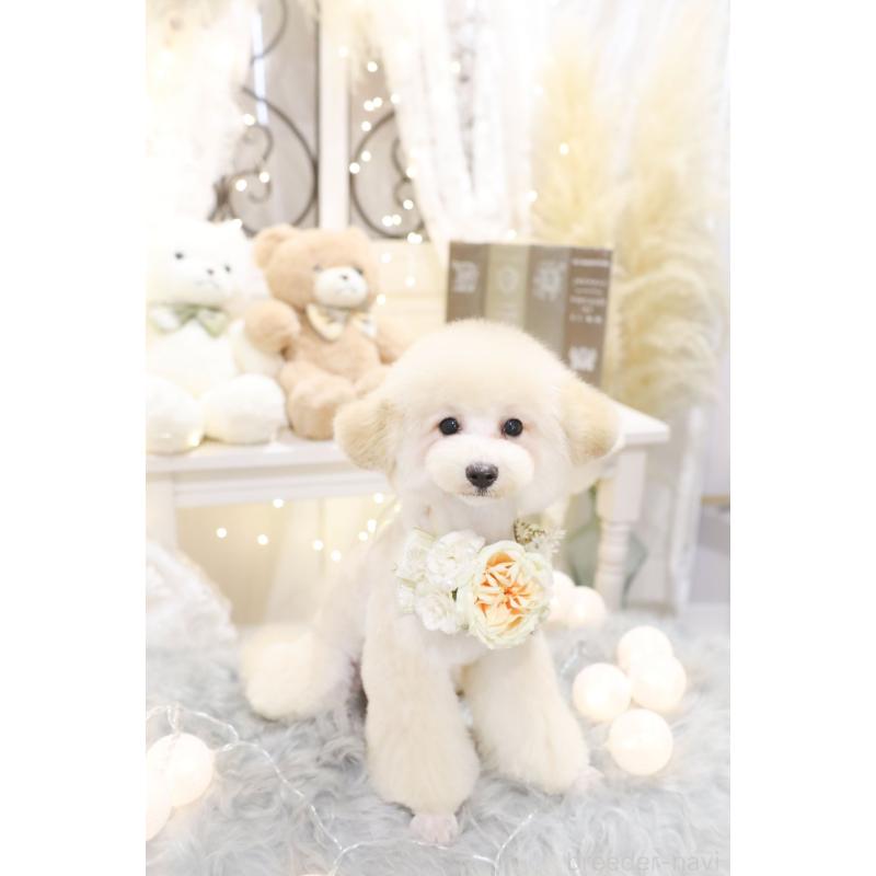 販売中の香川県のトイプードル-442896