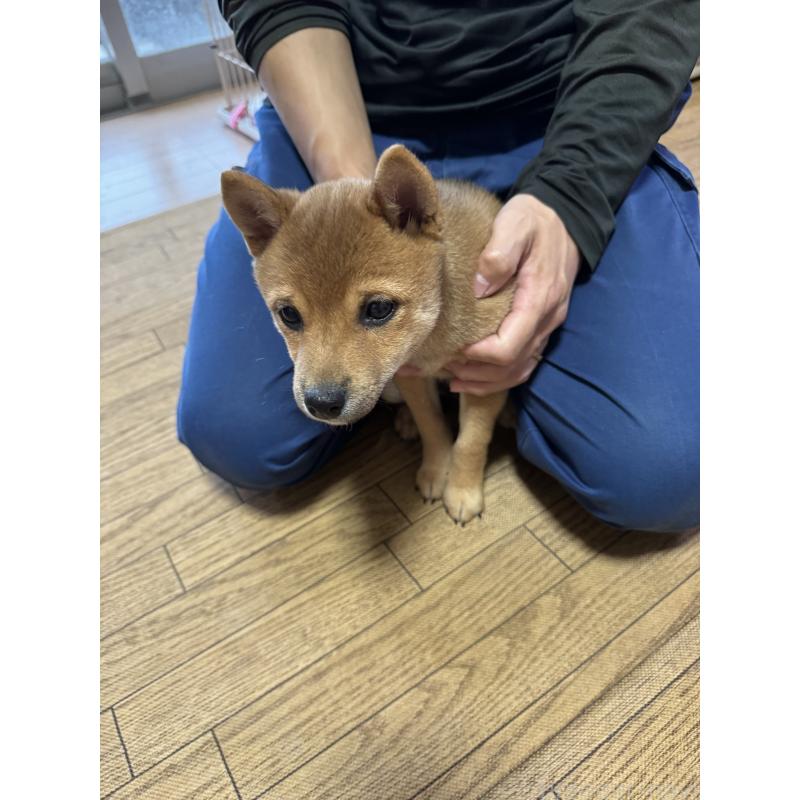 販売中の東京都の豆柴-433217の2枚目