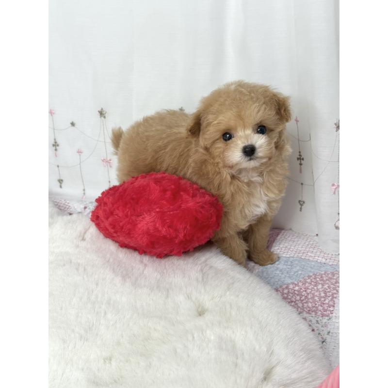 販売中の大阪府のティーカッププードル-442903の1枚目