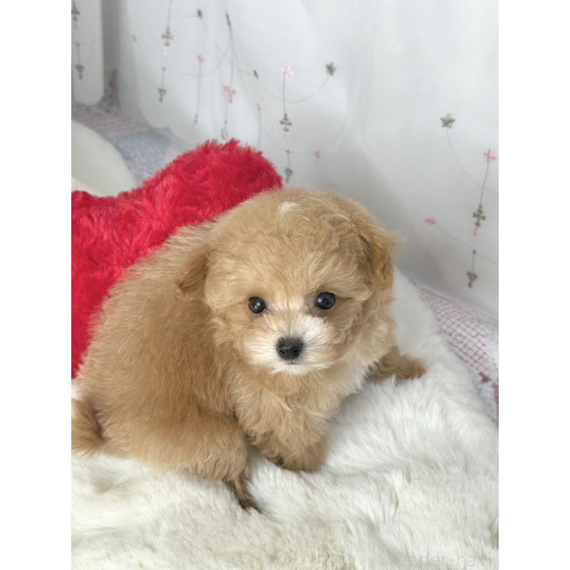 販売中の大阪府のティーカッププードル-442903の4枚目