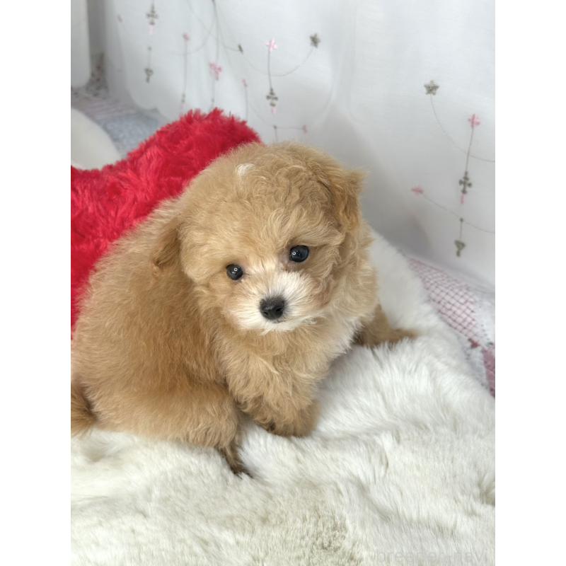 販売中の大阪府のティーカッププードル-442903の3枚目