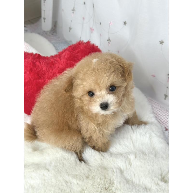 販売中の大阪府のティーカッププードル-442903の2枚目