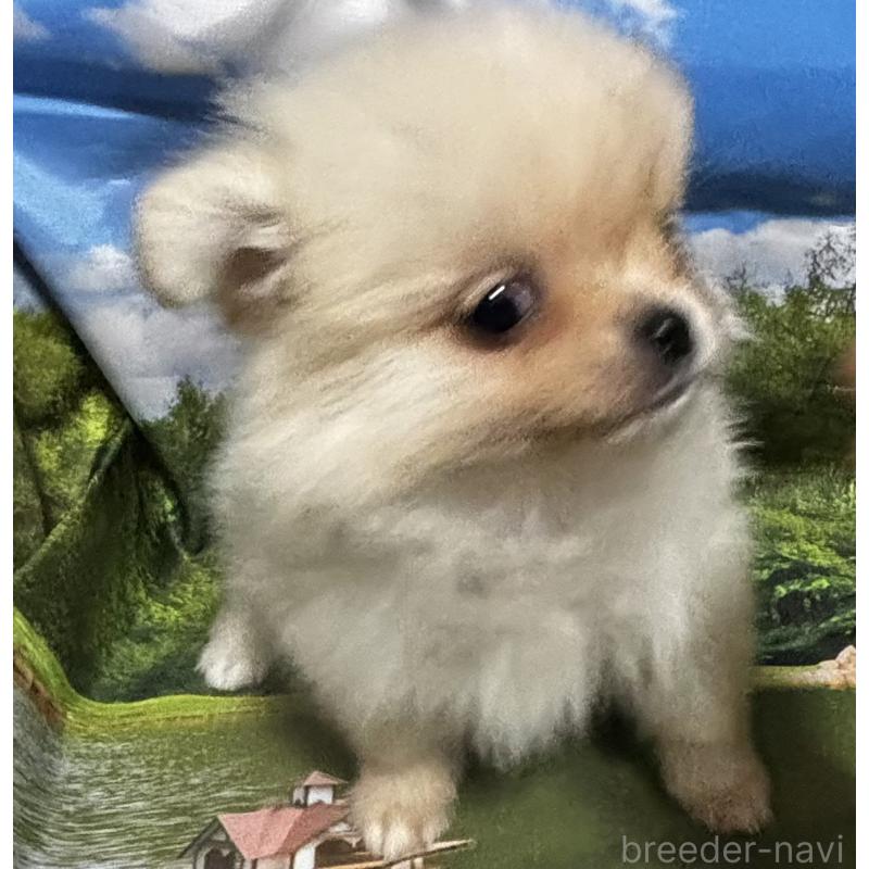 販売中の愛知県のポメチワ:ポメラニアン×チワワ-442904の4枚目