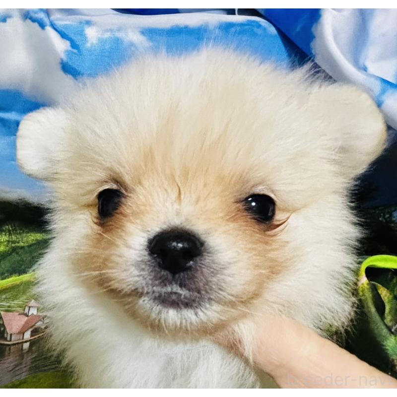 販売中の愛知県のポメチワ:ポメラニアン×チワワ-442904の3枚目