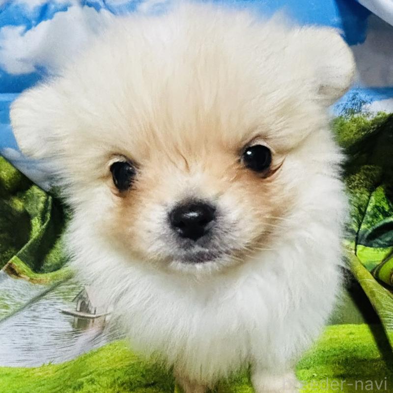 販売中の愛知県のポメチワ:ポメラニアン×チワワ-442904の1枚目