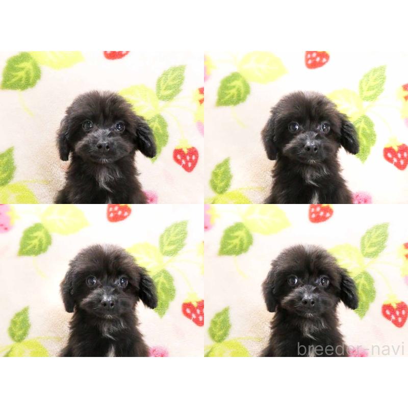 成約済の千葉県のチワプー:チワワ×トイプードル-429470の6枚目