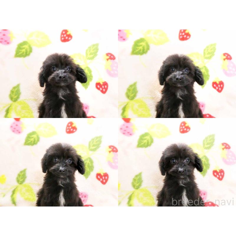 成約済の千葉県のチワプー:チワワ×トイプードル-429470の4枚目