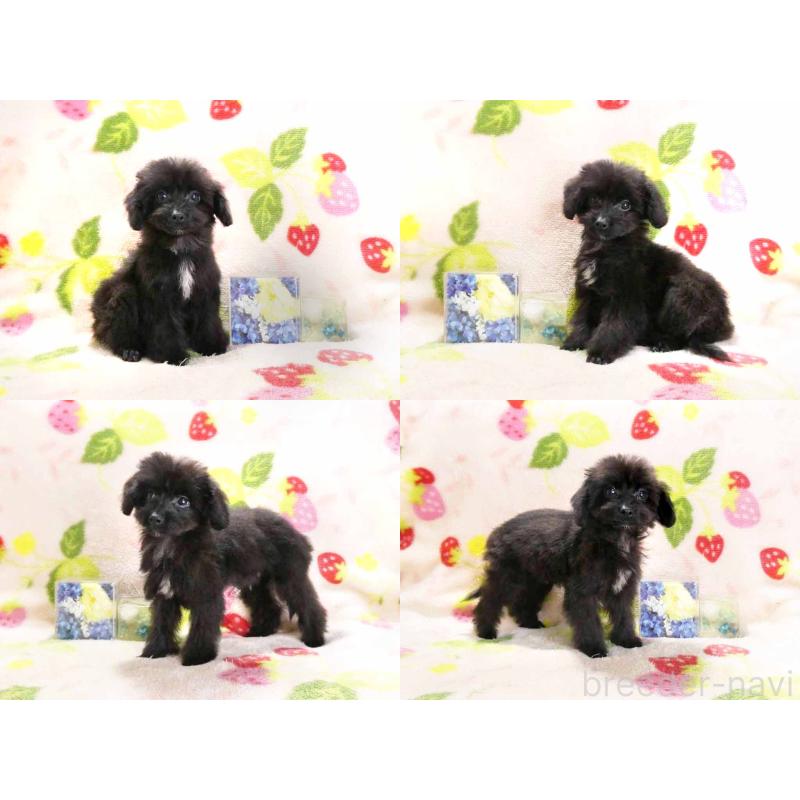 成約済の千葉県のチワプー:チワワ×トイプードル-429470の3枚目