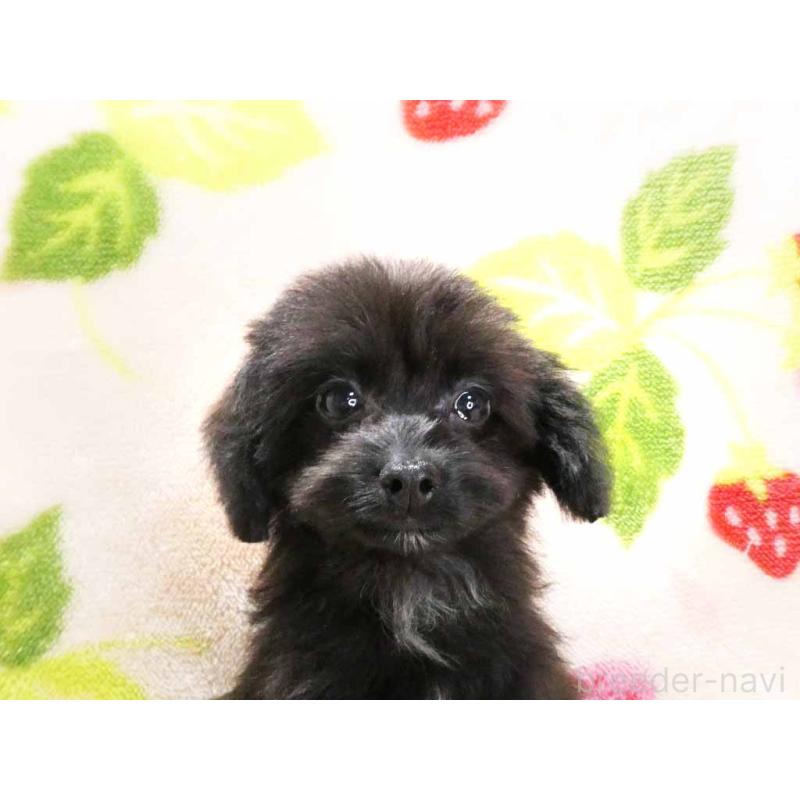 成約済の千葉県のチワプー:チワワ×トイプードル-429470の2枚目